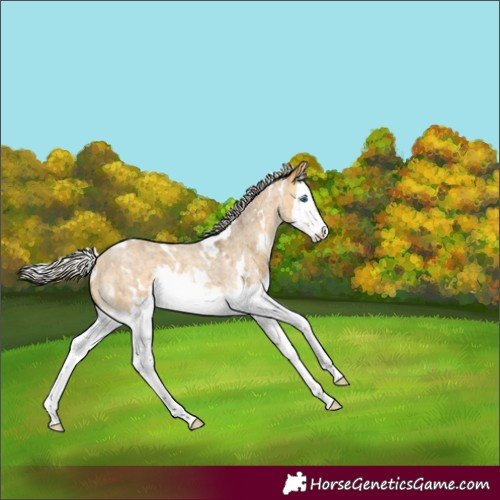 Horse Color:White Spotted Silver Buckskin Roan Dun Splash Rabicano 