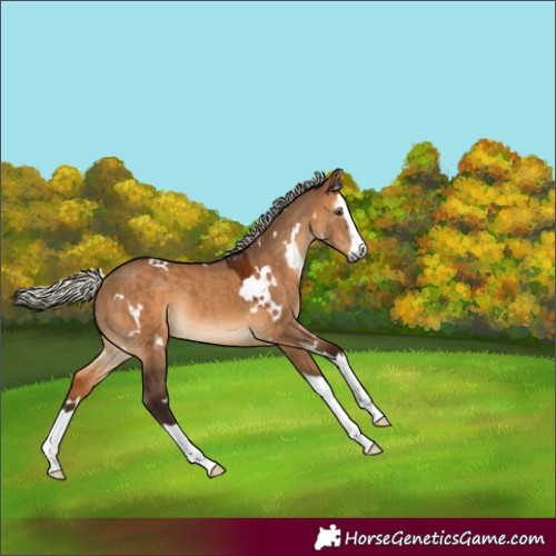 Horse Color:Gray White Spotted Silver Bay Dun Splash Rabicano 