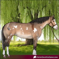 Horse Color:White Spotted Brown Dun Splash Rabicano 