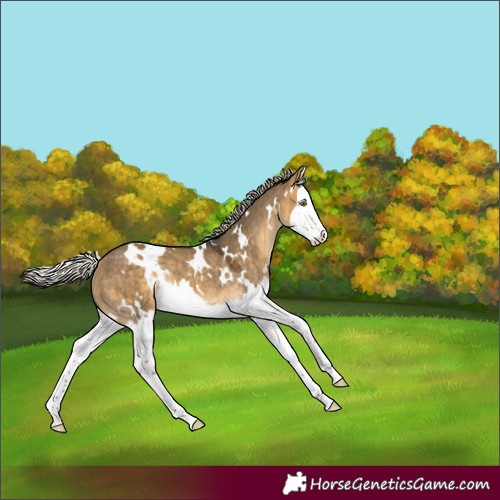 Horse Color:White Spotted Silver Buckskin Dun Splash Rabicano