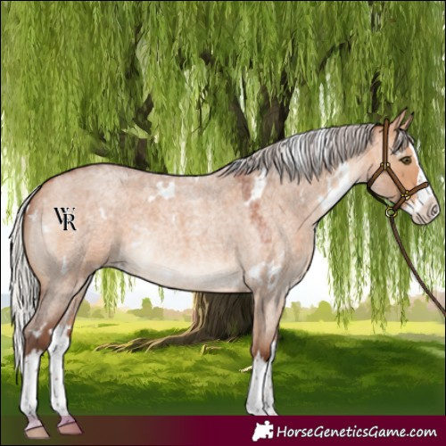 Horse Color:White Spotted Silver Bay Roan Dun Splash Rabicano