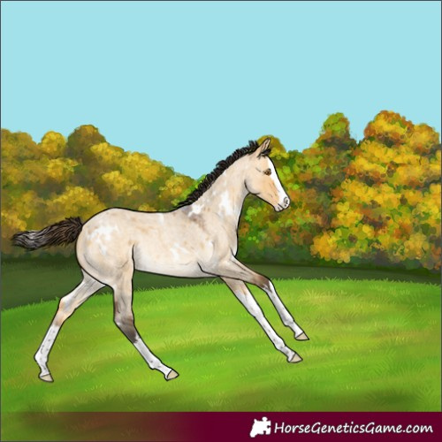 Horse Color:White Spotted Buckskin Roan Dun Splash Rabicano 