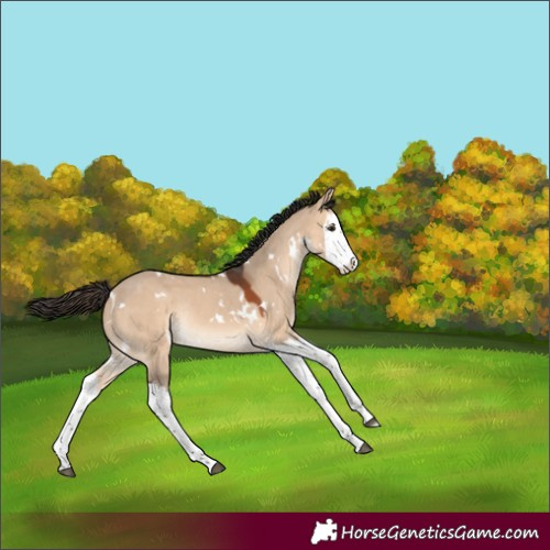 Horse Color:White Spotted Bay Dun Splash Rabicano