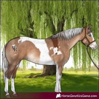 Horse Color:White Spotted Silver Brown Dun Splash Tobiano Rabicano