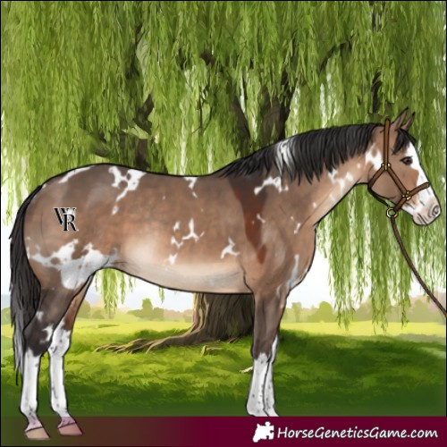 Horse Color:White Spotted Brown Dun Splash Rabicano