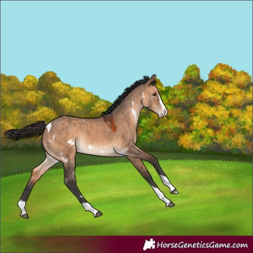 Horse Color:White Spotted Brown Dun Splash Tobiano Rabicano
