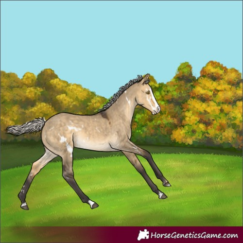 Horse Color:White Spotted Silver Buckskin Dun Splash Rabicano 