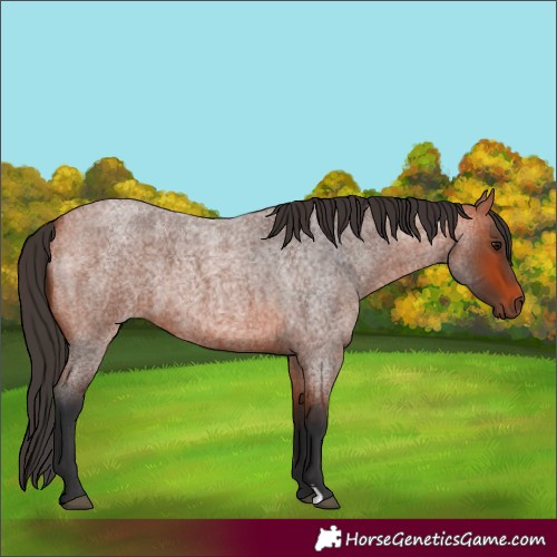 Horse Color:Bay Roan 