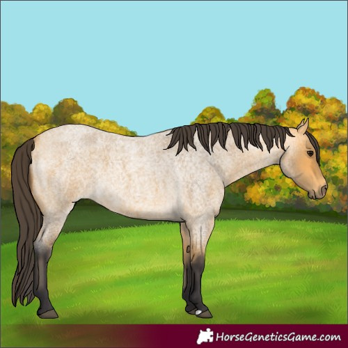 Horse Color:Buckskin Roan 