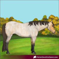 Horse Color:Buckskin Roan 