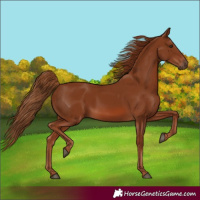 Horse Color:Chestnut Rabicano