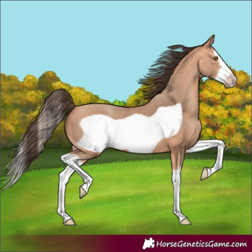 Horse Color:Amber Champagne Splash Frame 
