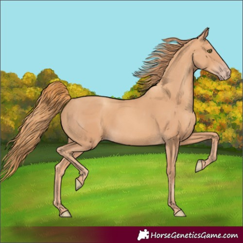 Horse Color:Gold Champagne 