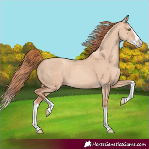 Horse Color:Gold Champagne Dun Splash 