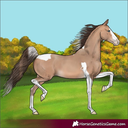 Horse Color:Amber Champagne Splash Tobiano 