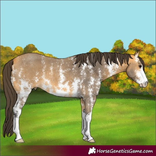 Horse Color:Buckskin Sabino 
