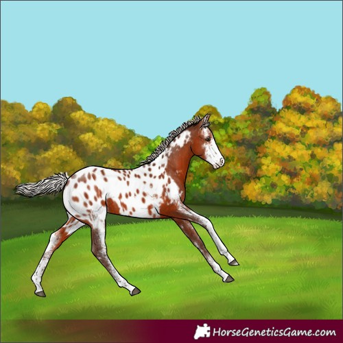 Horse Color:Silver Bay Sabino Appaloosa Rabicano