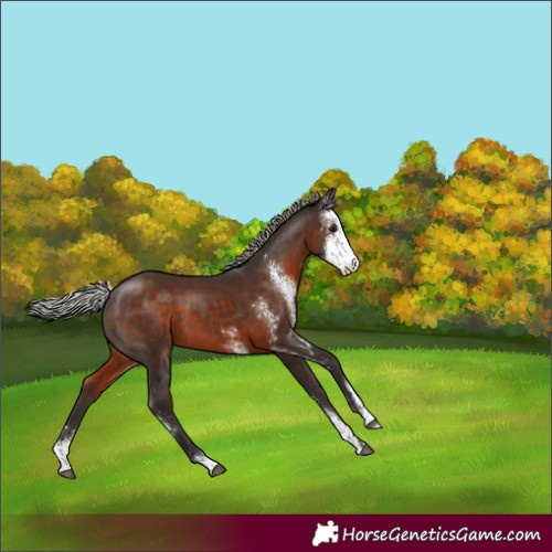 Horse Color:Silver Brown Sabino Rabicano 