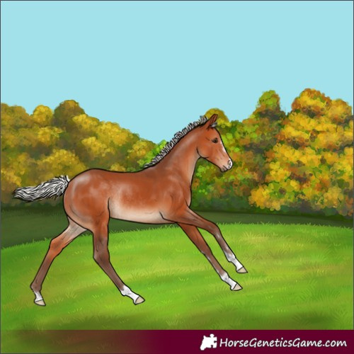 Horse Color:Silver Bay Rabicano 