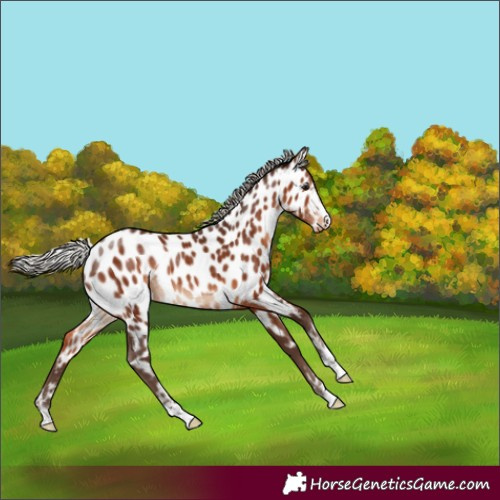 Horse Color:Silver Brown Appaloosa Rabicano
