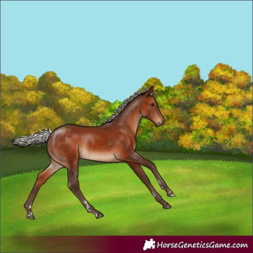 Horse Color:Silver Brown Rabicano 