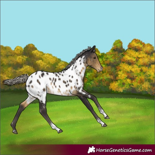 Horse Color:Unknown 