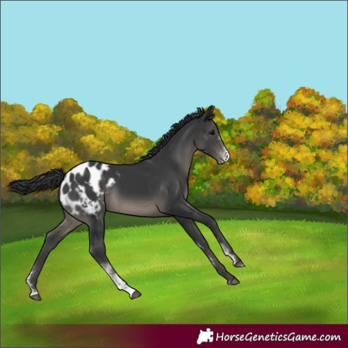 Horse Color:Black Sabino Appaloosa