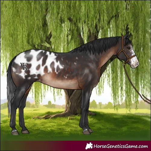 Horse Color:Brown Sabino Appaloosa Rabicano