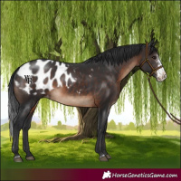 Horse Color:Brown Sabino Blanket Rabicano