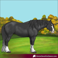 Horse Color:Black Splash 