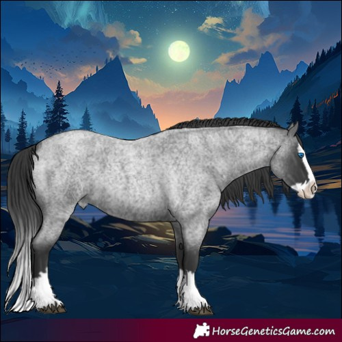 Horse Color:Blue Roan Splash