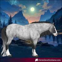 Horse Color:Blue Roan Splash 