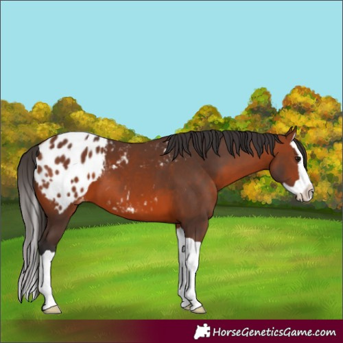 Horse Color:Bay Splash Appaloosa 