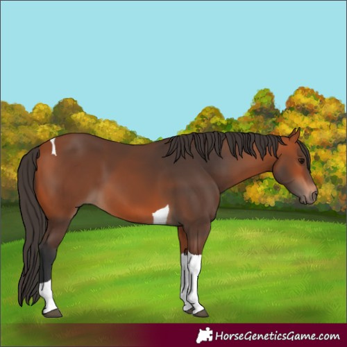 Horse Color:Bay Tobiano