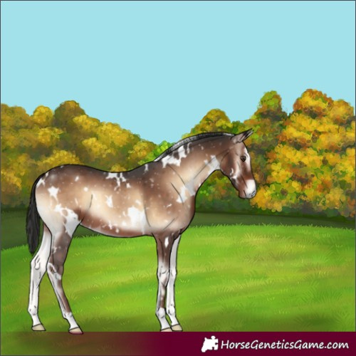 Horse Color:Unknown 