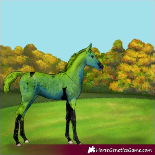 Horse Color:Unknown 
