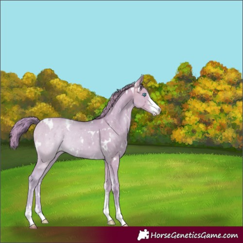 Horse Color:Unknown 