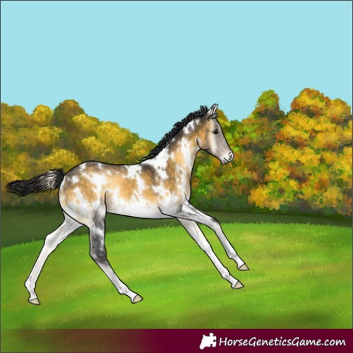 Horse Color:Unknown 
