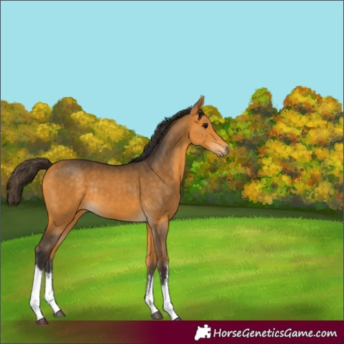 Horse Color:Unknown 