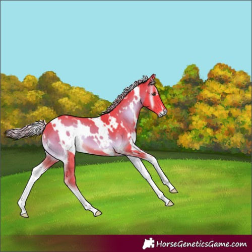 Horse Color:Unknown 