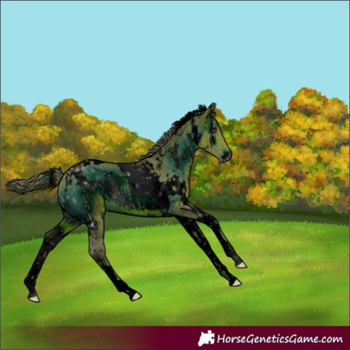 Horse Color:Unknown 