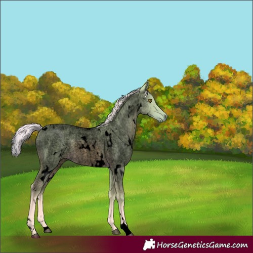 Horse Color:Unknown 
