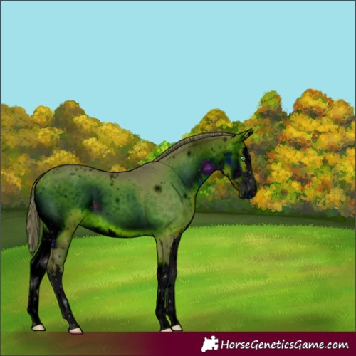 Horse Color:Unknown 