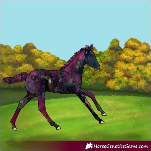 Horse Color:Unknown 