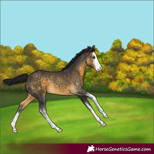 Horse Color:Unknown 