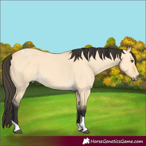 Horse Color:Buckskin Dun Tobiano 