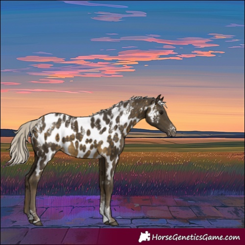 Horse Color:Powder White Silver Buckskin Appaloosa 