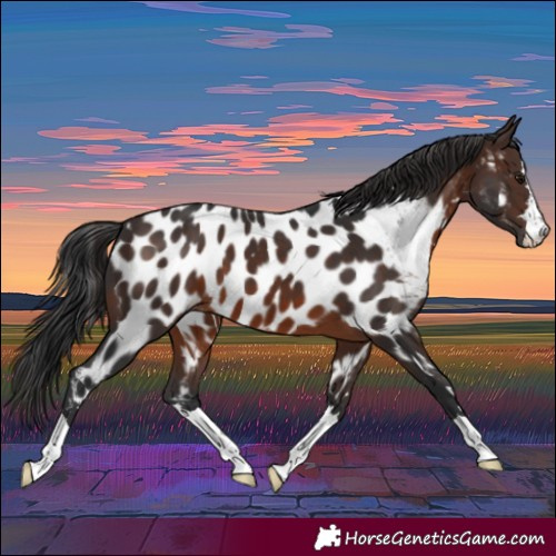 Horse Color:Brown Appaloosa 