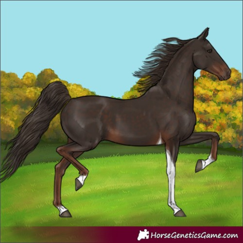 Horse Color:Liver Chestnut Tobiano