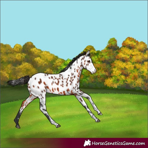 Horse Color:Powder White Bay Appaloosa
